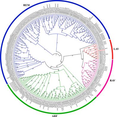 Genome-wide identification and expression profiling of B3 transcription factor genes in Populus alba × Populus glandulosa